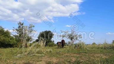 两匹马站在彼此旁边-父母保护孩子的概念。 绿色的草地，高大的草地和两匹马